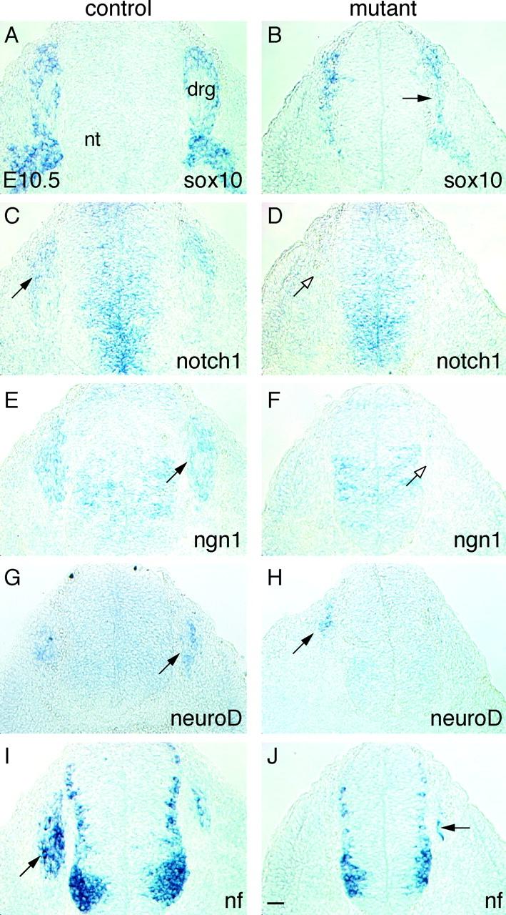 https://cdn.ncbi.nlm.nih.gov/pmc/blobs/a32d/2173383/a2f2d681e8cb/200209039f6.jpg