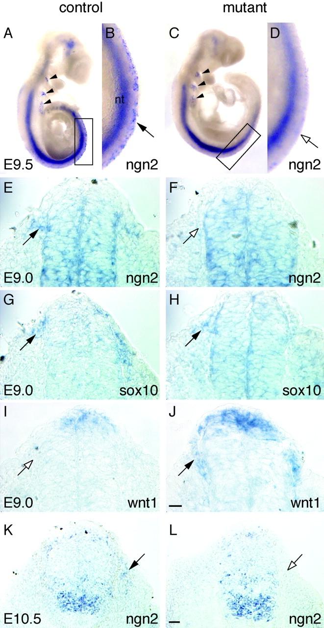 https://cdn.ncbi.nlm.nih.gov/pmc/blobs/a32d/2173383/ead406e81da9/200209039f3.jpg
