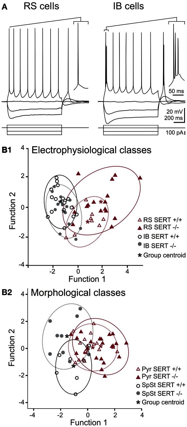 https://cdn.ncbi.nlm.nih.gov/pmc/blobs/a32f/3675331/d0b42b2d968d/fncel-07-00088-g0003.jpg