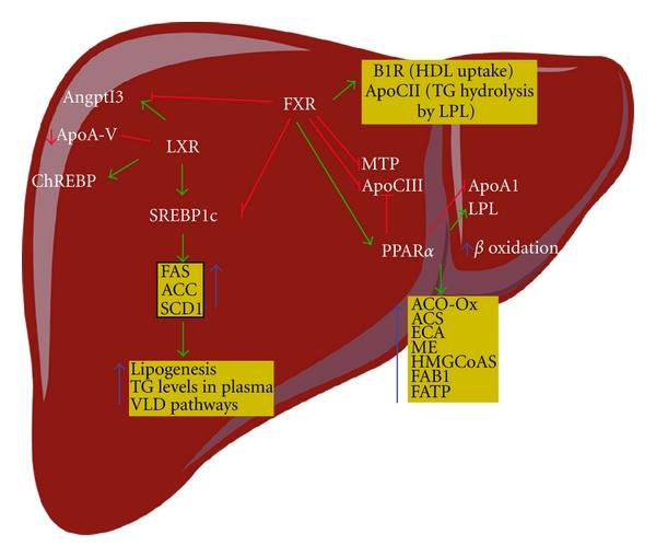 https://cdn.ncbi.nlm.nih.gov/pmc/blobs/a330/3236492/59afc663d0ba/JL2012-139875.002.jpg