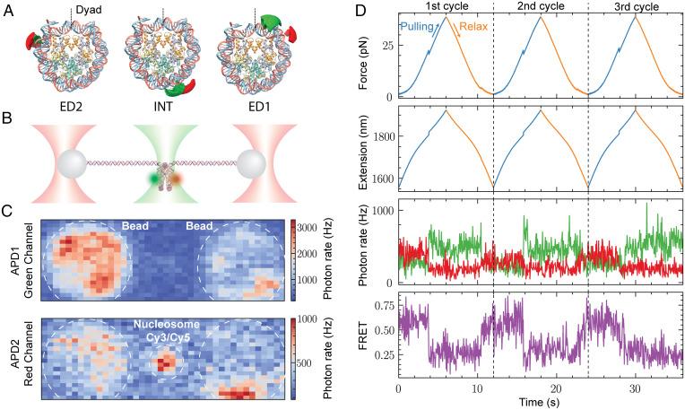 https://cdn.ncbi.nlm.nih.gov/pmc/blobs/a331/9388122/49c22ccf8574/pnas.2206513119fig04.jpg