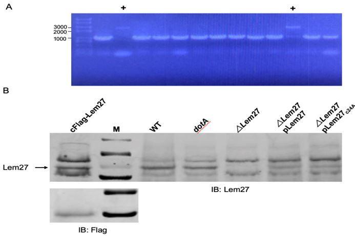 https://cdn.ncbi.nlm.nih.gov/pmc/blobs/a332/7669269/c19348b83fba/elife-58114-resp-fig1.jpg