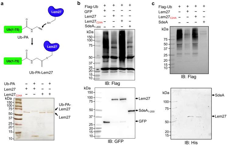 https://cdn.ncbi.nlm.nih.gov/pmc/blobs/a332/7669269/d48455368ac9/elife-58114-fig2.jpg