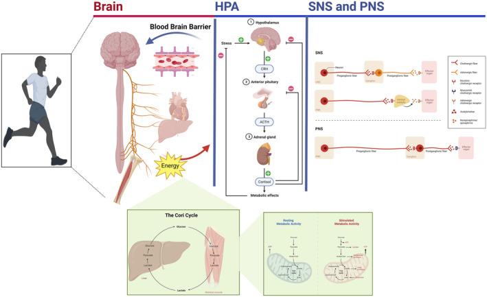 https://cdn.ncbi.nlm.nih.gov/pmc/blobs/a334/10915997/c7f263cf89d6/CNS-30-e14266-g006.jpg