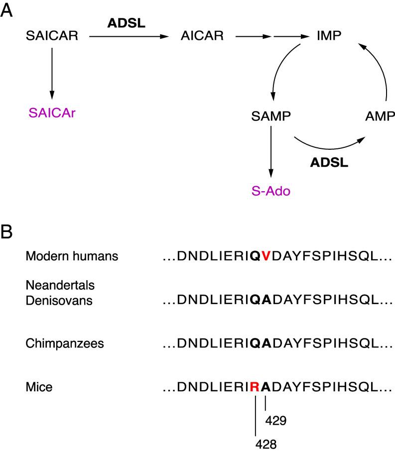 https://cdn.ncbi.nlm.nih.gov/pmc/blobs/a334/12358879/011ac29b9b91/pnas.2508540122fig01.jpg