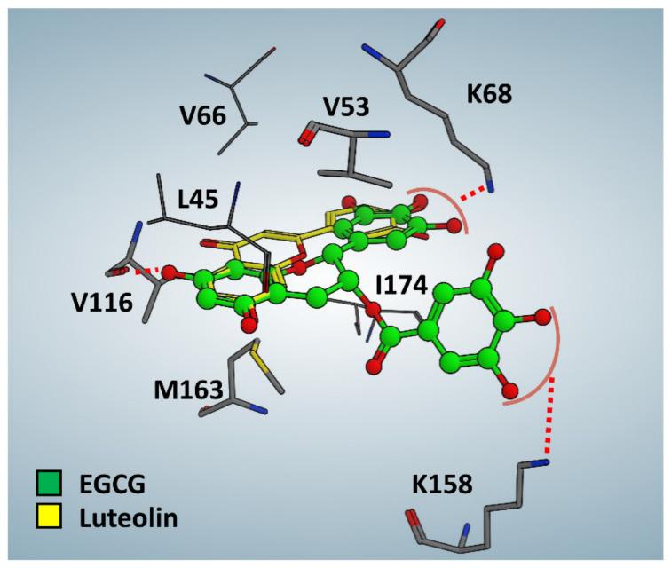 https://cdn.ncbi.nlm.nih.gov/pmc/blobs/a334/8402011/59f4ba6c0d58/pharmaceutics-13-01266-g005.jpg