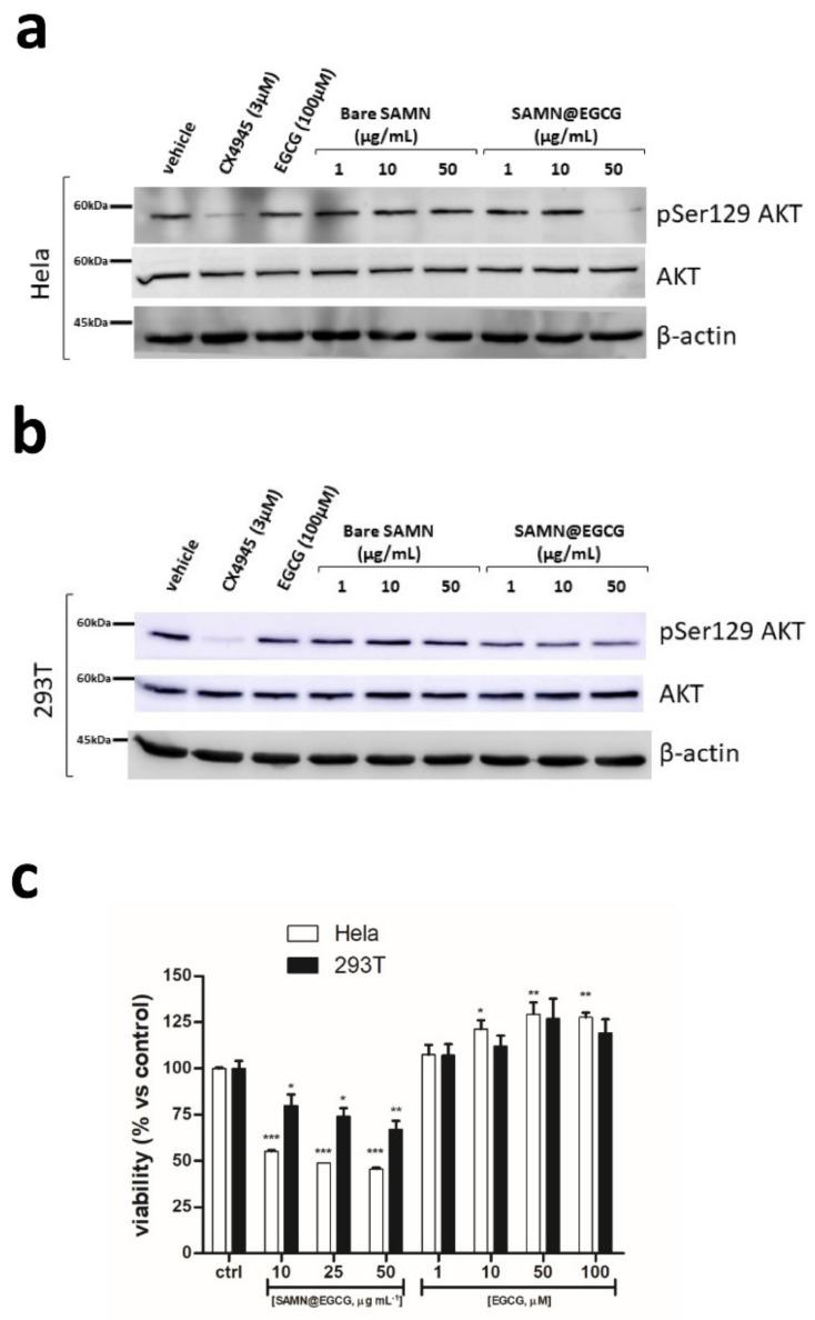 https://cdn.ncbi.nlm.nih.gov/pmc/blobs/a334/8402011/c2bdb6657056/pharmaceutics-13-01266-g004.jpg