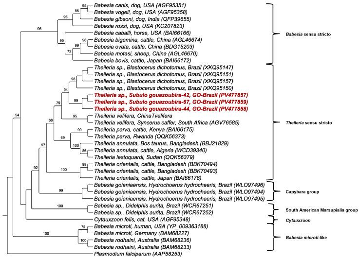 https://cdn.ncbi.nlm.nih.gov/pmc/blobs/a335/12195790/c1761e4a96c8/pathogens-14-00585-g005.jpg