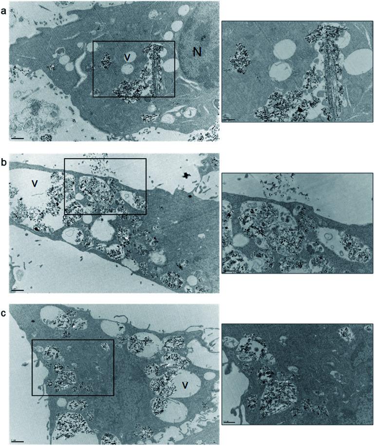 https://cdn.ncbi.nlm.nih.gov/pmc/blobs/a33e/9008514/3a64ed06073d/d2ra00508e-f5.jpg