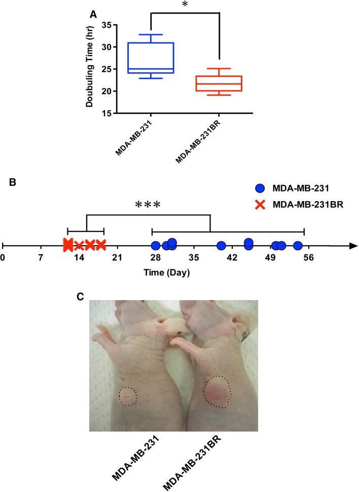 https://cdn.ncbi.nlm.nih.gov/pmc/blobs/a343/5225208/c9b586bbc1e0/10549_2016_4057_Fig1_HTML.jpg