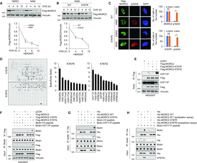 https://cdn.ncbi.nlm.nih.gov/pmc/blobs/a345/7144926/0c94aab43b29/gkaa130fig4.jpg