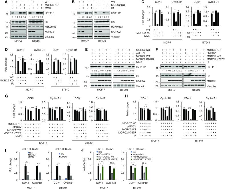 https://cdn.ncbi.nlm.nih.gov/pmc/blobs/a345/7144926/75877b6c3837/gkaa130fig5.jpg