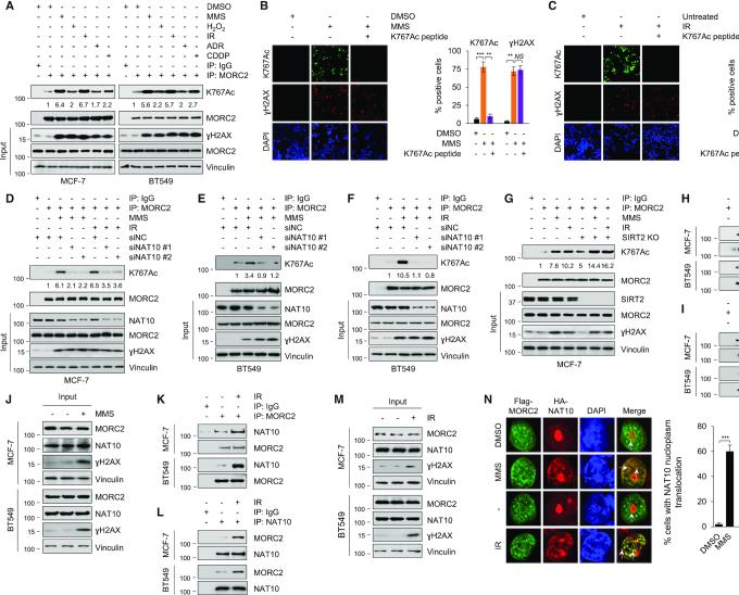 https://cdn.ncbi.nlm.nih.gov/pmc/blobs/a345/7144926/b53fa36870f8/gkaa130fig3.jpg