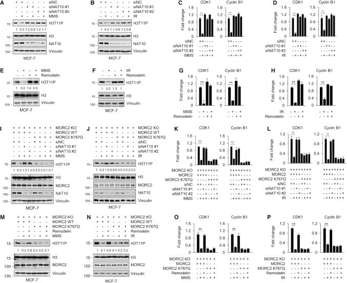 https://cdn.ncbi.nlm.nih.gov/pmc/blobs/a345/7144926/b6d776aaa80d/gkaa130fig6.jpg