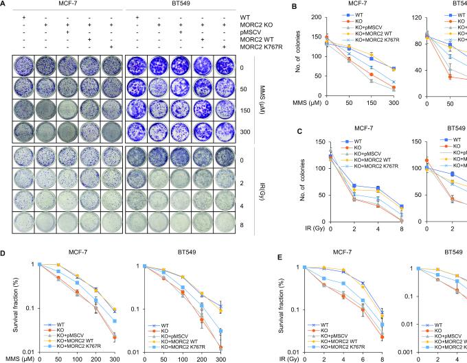 https://cdn.ncbi.nlm.nih.gov/pmc/blobs/a345/7144926/f6be51346dad/gkaa130fig7.jpg