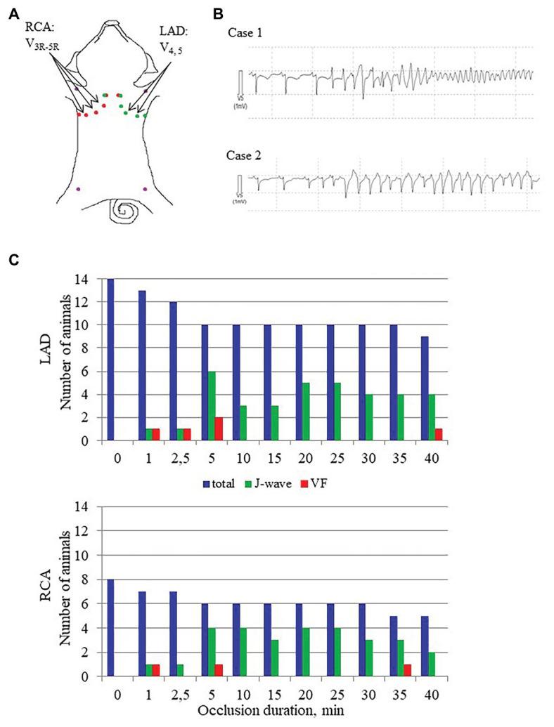 https://cdn.ncbi.nlm.nih.gov/pmc/blobs/a345/7556294/44569b405456/fphys-11-568021-g002.jpg