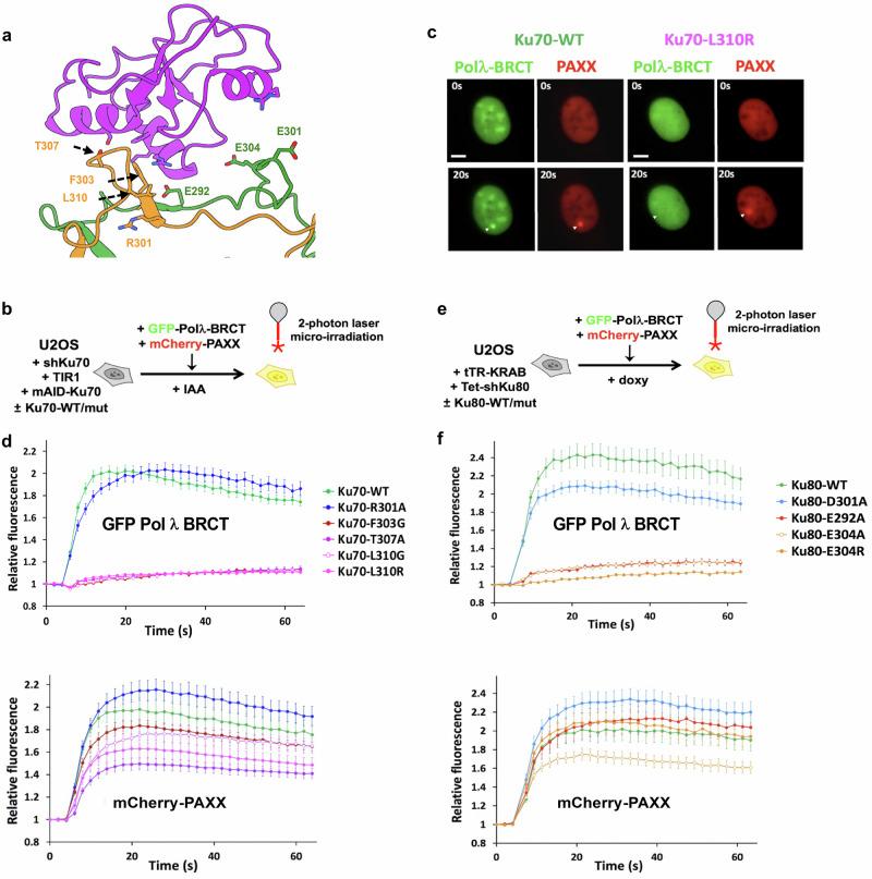 https://cdn.ncbi.nlm.nih.gov/pmc/blobs/a348/12056208/30367098c123/41467_2025_59133_Fig3_HTML.jpg