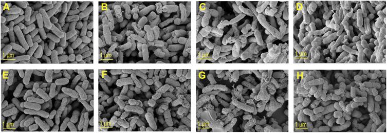 https://cdn.ncbi.nlm.nih.gov/pmc/blobs/a348/7826068/cc44718d6213/IJN-16-481-g0007.jpg