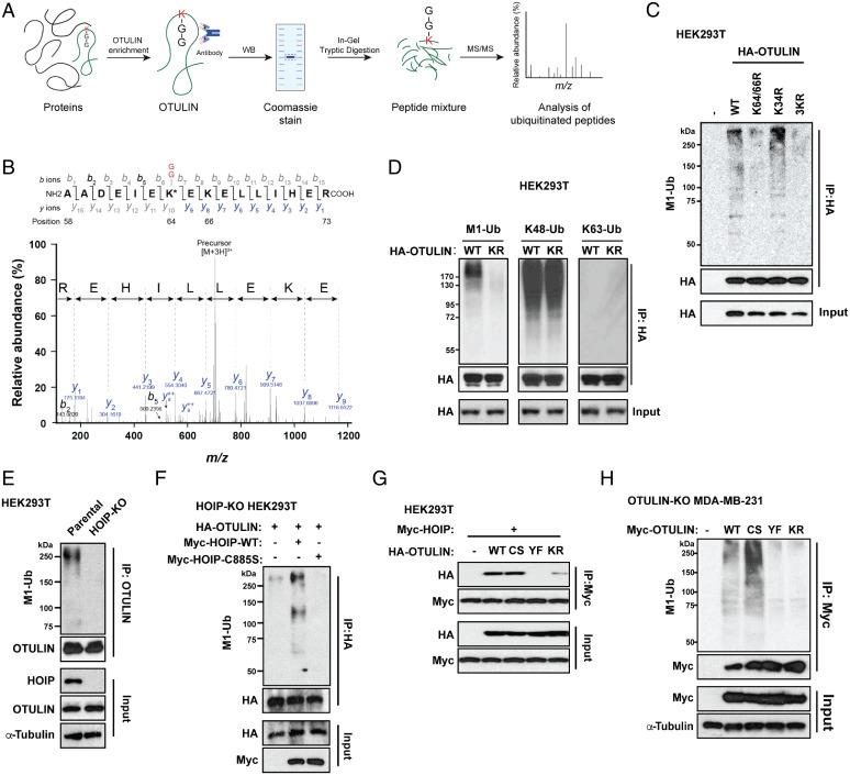 https://cdn.ncbi.nlm.nih.gov/pmc/blobs/a348/9388121/76c63c24e525/pnas.2123097119fig02.jpg