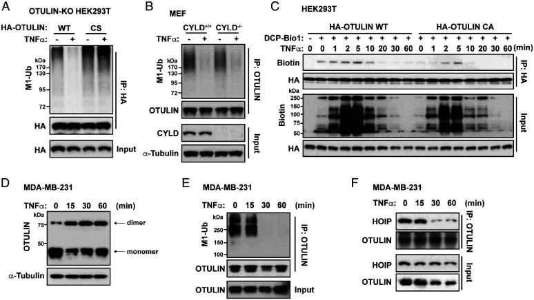https://cdn.ncbi.nlm.nih.gov/pmc/blobs/a348/9388121/830e334cb120/pnas.2123097119fig05.jpg
