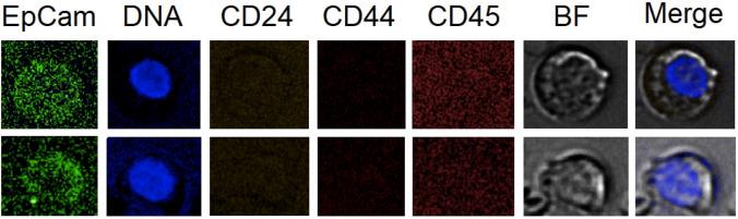 https://cdn.ncbi.nlm.nih.gov/pmc/blobs/a34f/11796748/253e31c53dd4/432_2022_4330_Fig2_HTML.jpg