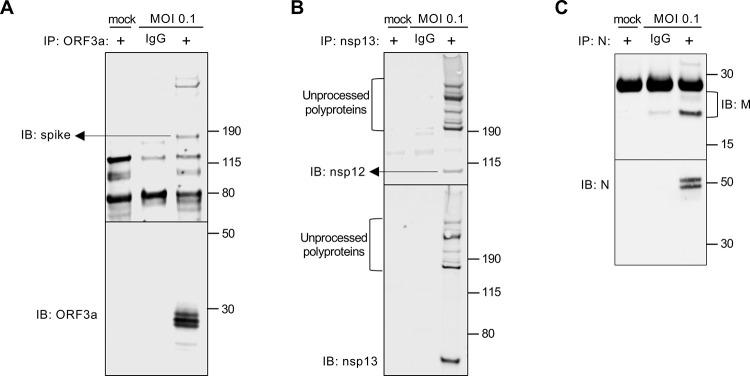 https://cdn.ncbi.nlm.nih.gov/pmc/blobs/a350/7906417/703f1acb687d/pbio.3001091.g003.jpg