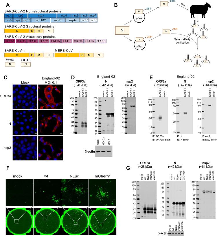 https://cdn.ncbi.nlm.nih.gov/pmc/blobs/a350/7906417/ddbff2cd2144/pbio.3001091.g002.jpg