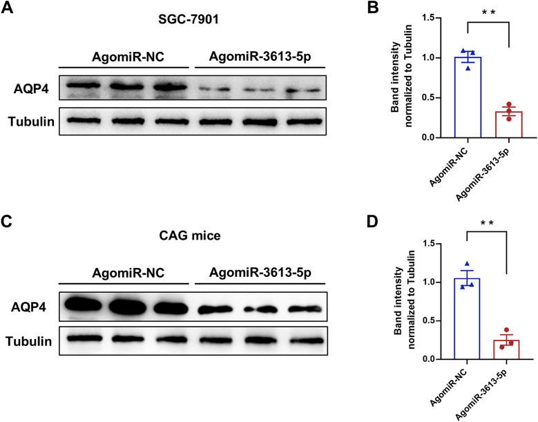 https://cdn.ncbi.nlm.nih.gov/pmc/blobs/a353/12006049/2c52a98315c8/fphar-16-1523689-g006.jpg