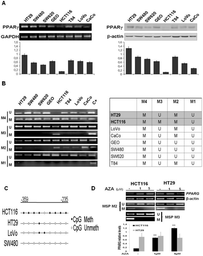 https://cdn.ncbi.nlm.nih.gov/pmc/blobs/a356/2997072/115669c5ee9c/pone.0014229.g002.jpg