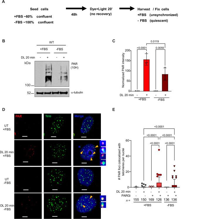 https://cdn.ncbi.nlm.nih.gov/pmc/blobs/a357/11751180/8d1e3d1304e3/41467_2024_55638_Fig5_HTML.jpg