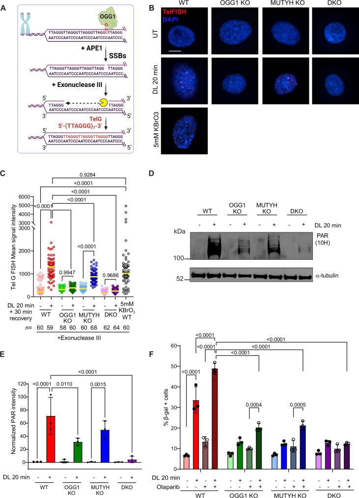 https://cdn.ncbi.nlm.nih.gov/pmc/blobs/a357/11751180/ea79041f86e7/41467_2024_55638_Fig4_HTML.jpg