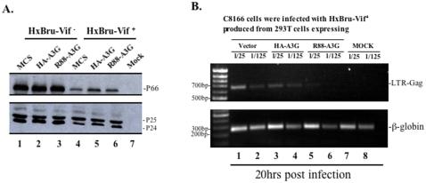 https://cdn.ncbi.nlm.nih.gov/pmc/blobs/a357/2288674/dd6eff93e4dc/pone.0001995.g004.jpg