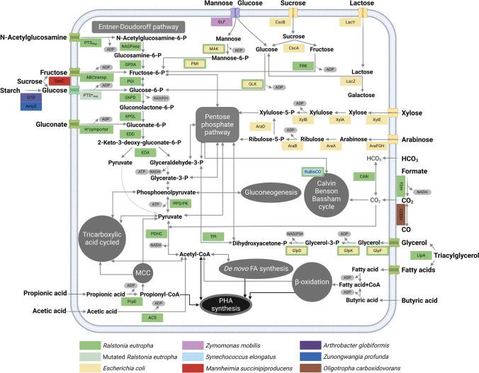 https://cdn.ncbi.nlm.nih.gov/pmc/blobs/a359/11362209/f820006fba15/253_2024_13284_Fig2_HTML.jpg