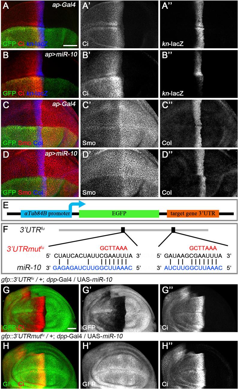 https://cdn.ncbi.nlm.nih.gov/pmc/blobs/a35b/9096565/5d88afef4510/fcell-10-866491-g004.jpg