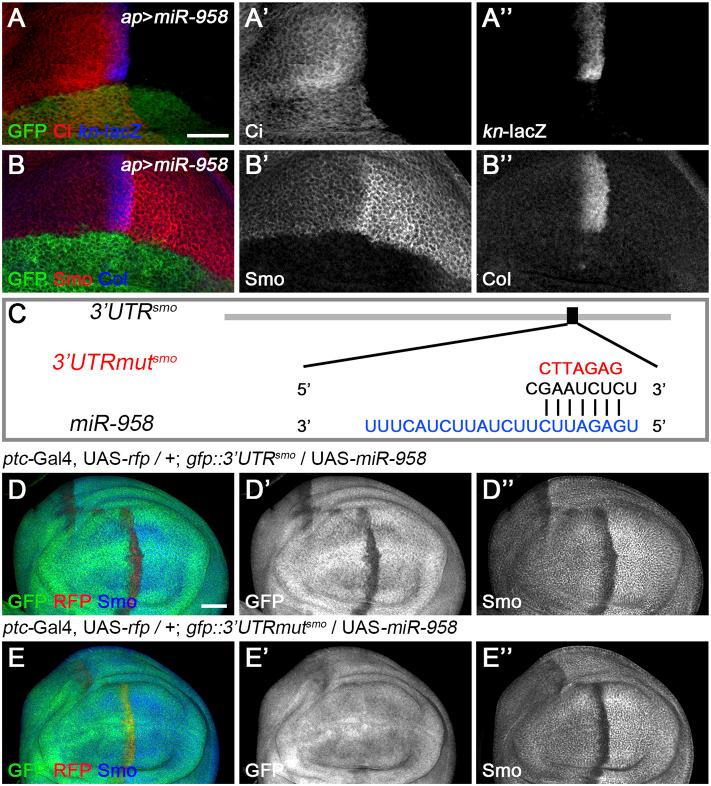 https://cdn.ncbi.nlm.nih.gov/pmc/blobs/a35b/9096565/ca4a86992f64/fcell-10-866491-g006.jpg