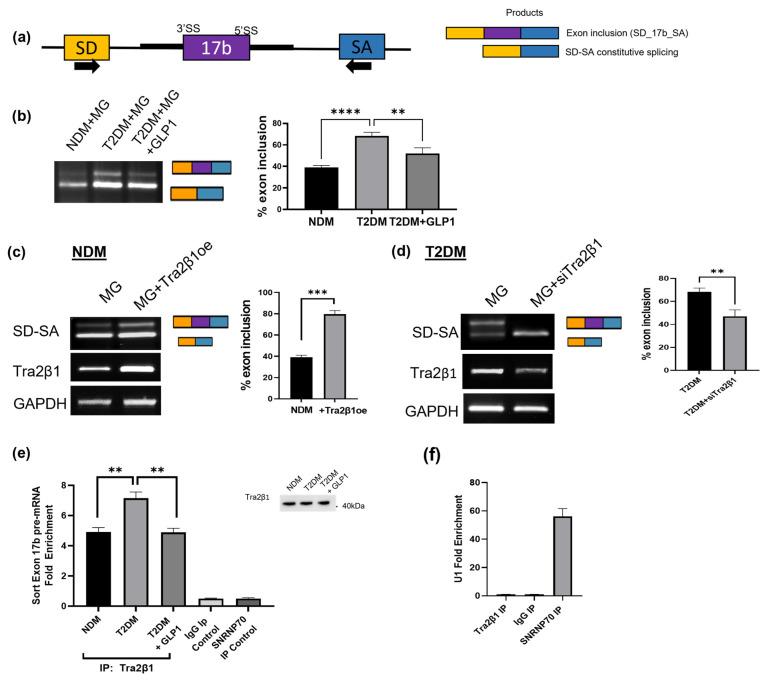 https://cdn.ncbi.nlm.nih.gov/pmc/blobs/a35c/10531797/7ea60df46ed2/ijms-24-14324-g006.jpg