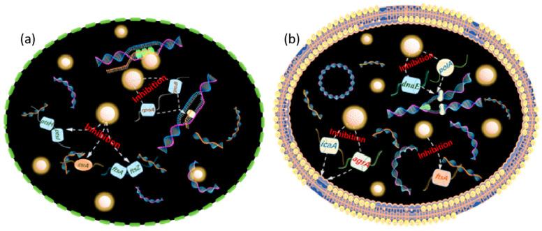 https://cdn.ncbi.nlm.nih.gov/pmc/blobs/a360/11723145/cc773b3a14d0/nanomaterials-15-00002-g011.jpg