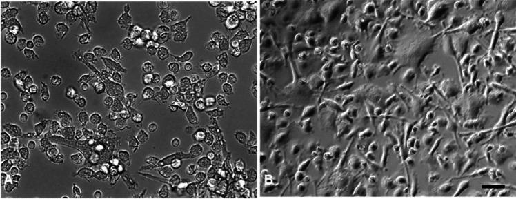 https://cdn.ncbi.nlm.nih.gov/pmc/blobs/a361/11043135/cfc77fc08b50/12550_2024_528_Fig1_HTML.jpg