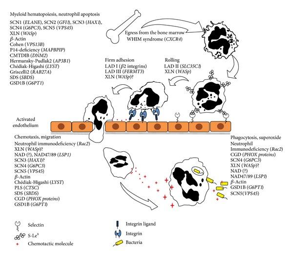 https://cdn.ncbi.nlm.nih.gov/pmc/blobs/a363/4139026/68571f5f6ad0/JIR2014-303782.001.jpg