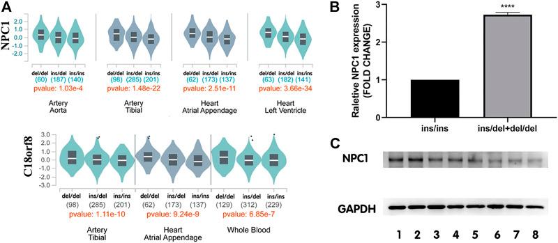 https://cdn.ncbi.nlm.nih.gov/pmc/blobs/a363/9035640/21d40bde6f27/fgene-13-869859-g004.jpg