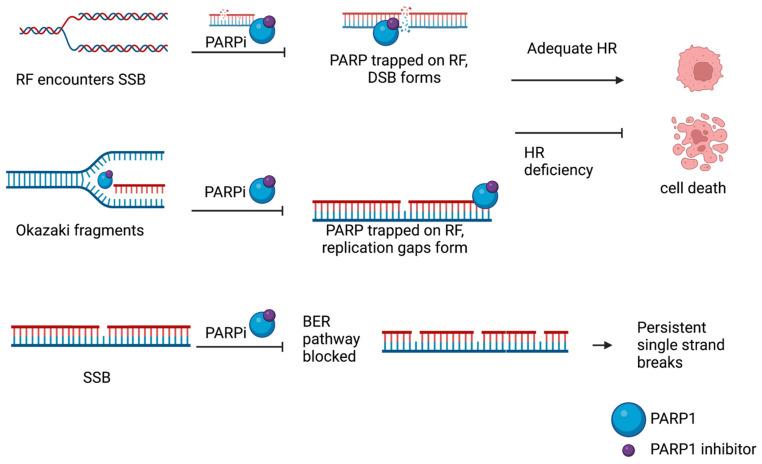 https://cdn.ncbi.nlm.nih.gov/pmc/blobs/a364/10378431/bcd4a15b4922/cells-12-01904-g002.jpg