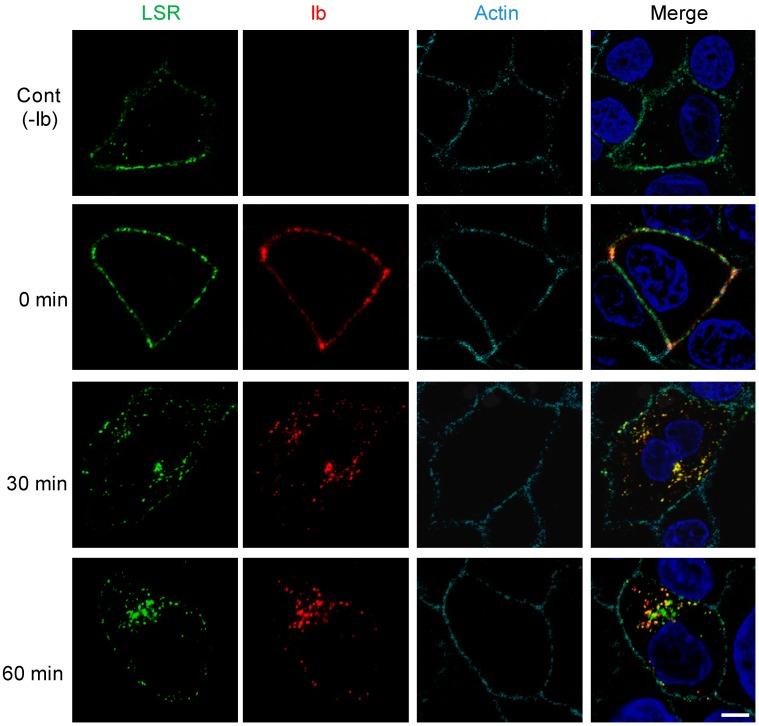 https://cdn.ncbi.nlm.nih.gov/pmc/blobs/a364/6215307/3edc16774112/toxins-10-00405-g002.jpg