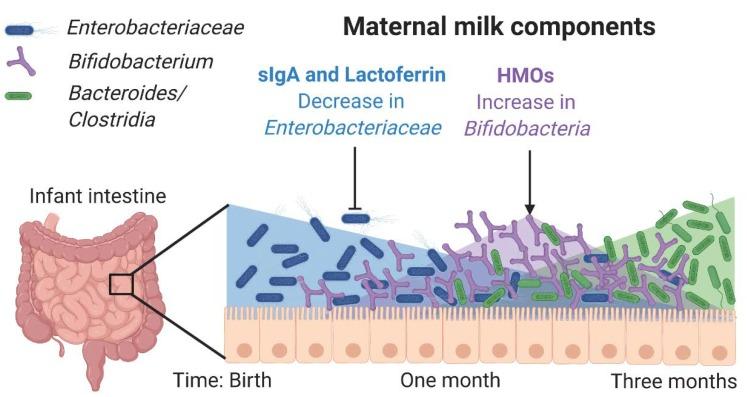 https://cdn.ncbi.nlm.nih.gov/pmc/blobs/a366/7146310/2707ebf9a935/nutrients-12-00823-g001.jpg