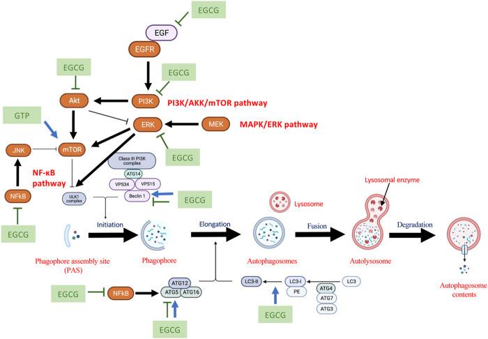 https://cdn.ncbi.nlm.nih.gov/pmc/blobs/a36b/9289441/aca179df3812/fphar-13-906746-g002.jpg