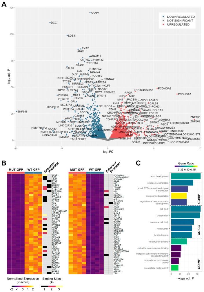 https://cdn.ncbi.nlm.nih.gov/pmc/blobs/a371/11240604/306be71db02a/cells-13-01142-g005.jpg