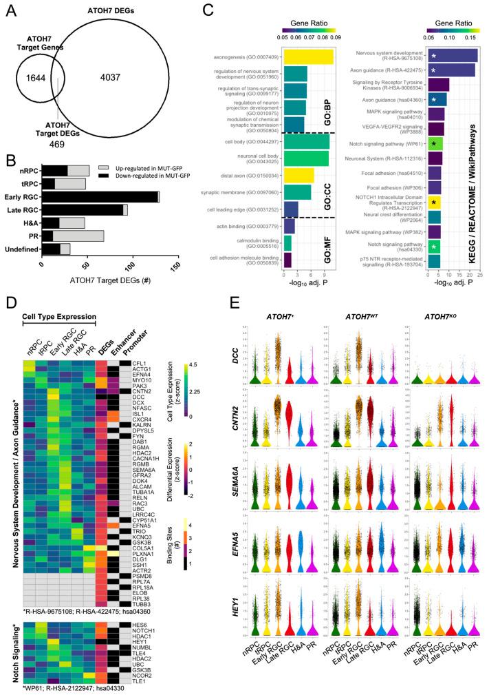 https://cdn.ncbi.nlm.nih.gov/pmc/blobs/a371/11240604/587174e52ca7/cells-13-01142-g007.jpg