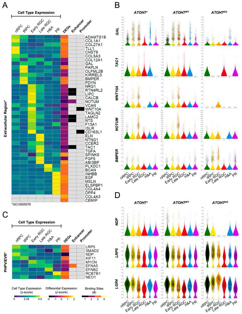 https://cdn.ncbi.nlm.nih.gov/pmc/blobs/a371/11240604/723e4beaab32/cells-13-01142-g008.jpg