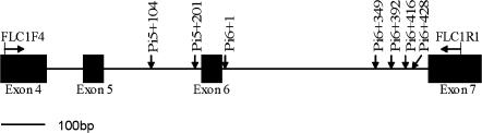 https://cdn.ncbi.nlm.nih.gov/pmc/blobs/a372/2657548/fc27ea95cc25/jexboterp010f02_lw.jpg