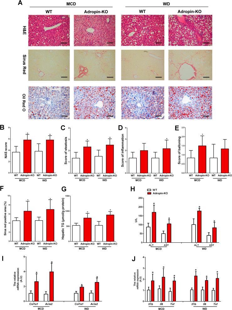 https://cdn.ncbi.nlm.nih.gov/pmc/blobs/a372/6351233/5eacb65340da/gr2.jpg
