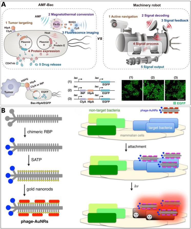 https://cdn.ncbi.nlm.nih.gov/pmc/blobs/a373/11884119/5c04e5076668/12951_2025_3254_Fig5_HTML.jpg